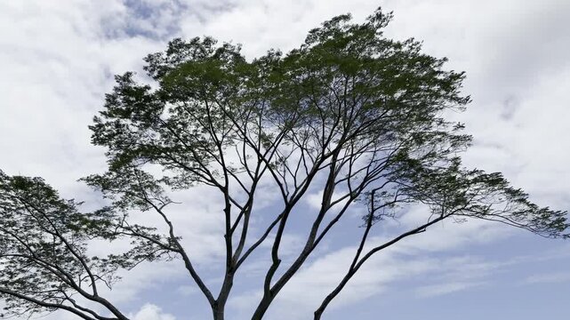Falcataria falcata (syns. Albizia falcata, Falcataria moluccana and Paraserianthes falcataria), Moluccan albizia, is a species of fast-growing tree in the family Fabaceae.Ho'omaluhia Botanical Garden