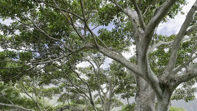 Ficus is a genus of about 850 species of woody trees, shrubs, vines, epiphytes and hemiepiphytes in the family Moraceae. fig trees or figs. Ho'omaluhia Botanical Garden, Honolulu, Oahu, Hawaii. 