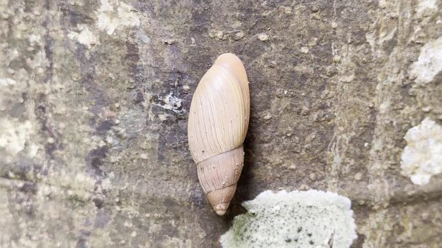 Euglandina rosea, the rosy wolfsnail or cannibal snail, family Spiraxidae. Ho'omaluhia Botanical Garden, Honolulu, Oahu, Hawaii. 