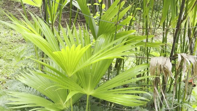Carludovica palmata (Panama hat plant, toquilla palm) is a species of flowering plant in the family Cyclanthaceae. Ho'omaluhia Botanical Garden, Honolulu, Oahu, Hawaii. Convergent evolution
