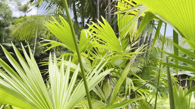 Carludovica palmata (Panama hat plant, toquilla palm) is a species of flowering plant in the family Cyclanthaceae. Ho'omaluhia Botanical Garden, Honolulu, Oahu, Hawaii. Convergent evolution
