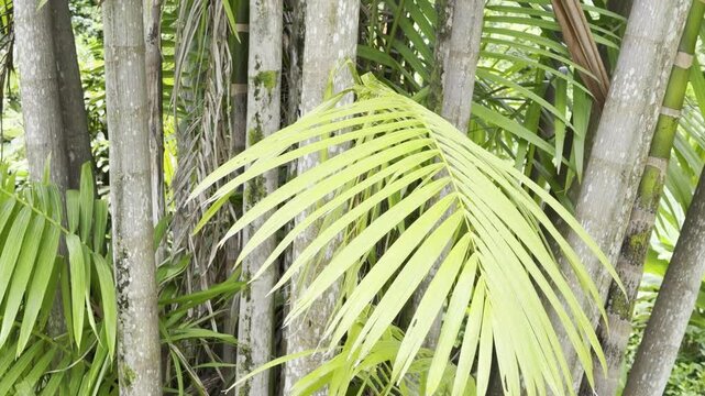 The a&ccedil;a&iacute; palm,  Euterpe oleracea, is a species of palm tree (Arecaceae).  Ho'omaluhia Botanical Garden, Honolulu, Oahu, Hawaii. Acai