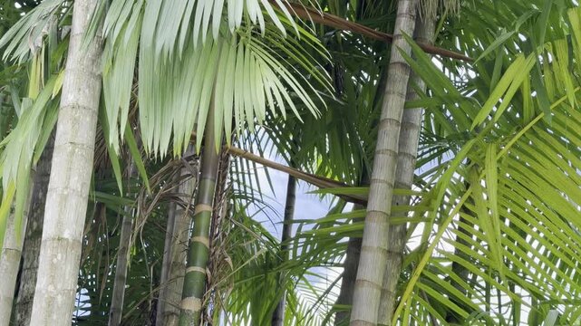 The a&ccedil;a&iacute; palm,  Euterpe oleracea, is a species of palm tree (Arecaceae).  Ho'omaluhia Botanical Garden, Honolulu, Oahu, Hawaii. Acai