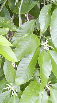 Magnolia &times; alba (white champaca), Family Magnoliaceae. Ho'omaluhia Botanical Garden, Honolulu, Oahu, Hawaii. 