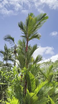 Cyrtostachys renda, also known by the common names red sealing wax palm and lipstick palm. Ho'omaluhia Botanical Garden, Honolulu, Oahu, Hawaii. 