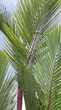 Cyrtostachys renda, also known by the common names red sealing wax palm and lipstick palm. Ho'omaluhia Botanical Garden, Honolulu, Oahu, Hawaii. 
