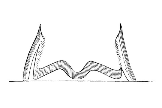 Sagittal section of a hoof capsule with internal structures, old vintage illustration, 1889.