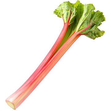 A single rhubarb stalk, its vivid color standing out. full length isolate on transparent background