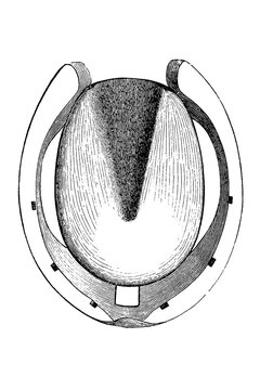 Horseshoe with inserted rubber shock absorber pad and central hollow, old vintage illustration, 1889.