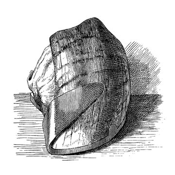 Shod bovine claw with textured surface and shadows, old vintage illustration, 1889.