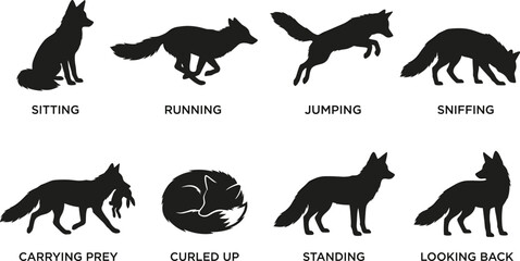 Obraz premium Fox Silhouette Pose Collection Featuring Sitting Running Jumping Sniffing Carrying Prey Curled Up Standing and Looking Back