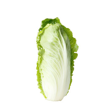 The lettuce is viewed from the side, displaying its rounded or elongated shape. full length isolate on transparent background