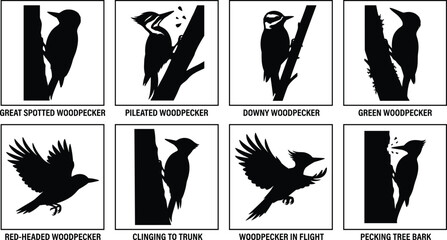Woodpecker Bird Silhouette Collection Featuring Spotted Pileated Downy Green Woodpeckers in Flying and Perched Poses Vector Set © SHOJEB