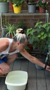 Senior woman practicing bottom watering method by placing potted plants in container with water.