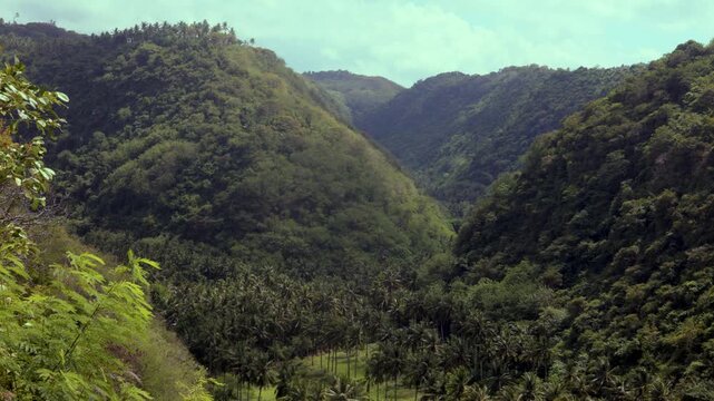 A forest valley in Nusa Penida, Bali full of palm trees. Located near Diamond Beach, Nusa Penida, Bali. 
