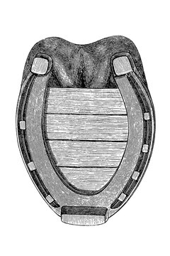 Right hind hoof fitted with a bandage shoe, old vintage illustration, 1889.