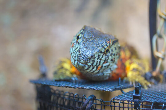 Wild Chinese crocodile lizard. It is a very rare species that is protected. Stock Photo