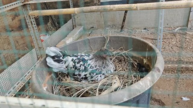 Chicken is hatching eggs