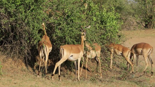 Impala antelopes (Aepyceros melampus) feeding on a bush, Kruger National Park, South Africa
