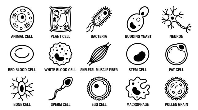 Biological Cell Vector Icon Set Featuring Animal Plant Bacteria Yeast Neuron Red Blood Cell and Muscle Cell Scientific Illustrations