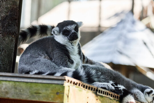 ring tailed lemur in the zoo