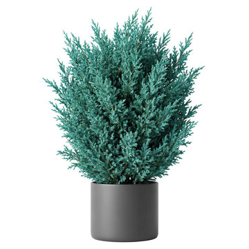 Potted blue-green juniper bush in grey planter