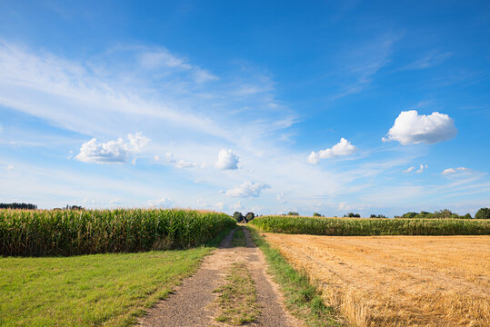 Farm track between a cornfield and a mowed grain field. Blue sky with small clouds.