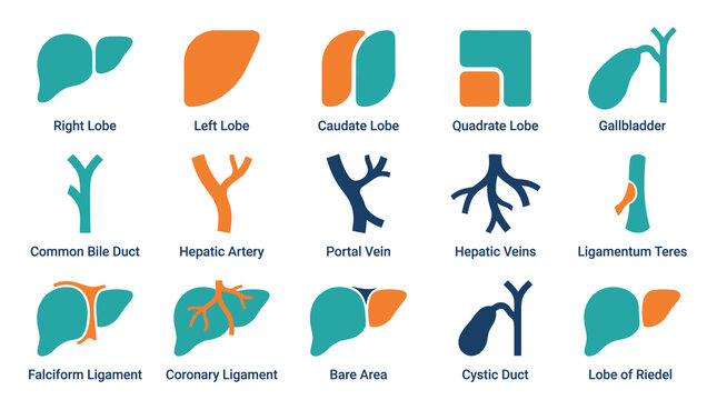 Liver anatomy illustration with labeled parts and organs.