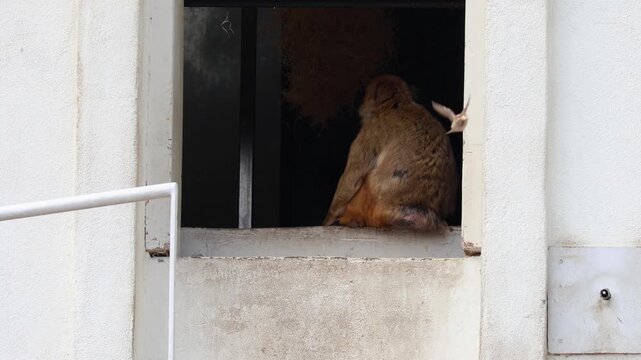 4K video of a Barbary macaque sitting and exploring its surroundings in a natural habitat. The monkey displays curious behavior, grooming, and observing the environment. 