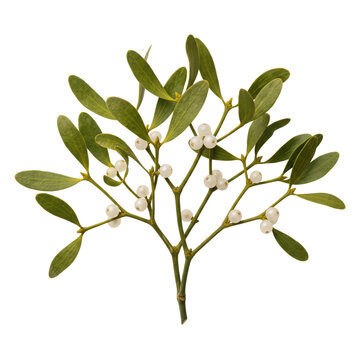 Mistletoe branch with green leaves and white berries