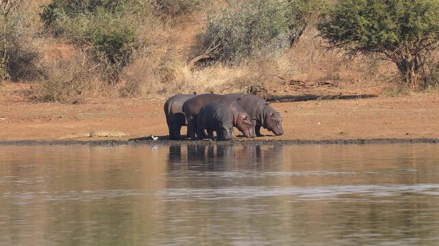 Hippos (Hippopotamus amphibius) standing on land outside the water, Kruger National Park, South Africa