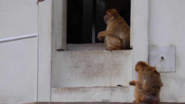 4K video of a Barbary macaque sitting and exploring its surroundings in a natural habitat. The monkey displays curious behavior, grooming, and observing the environment. 