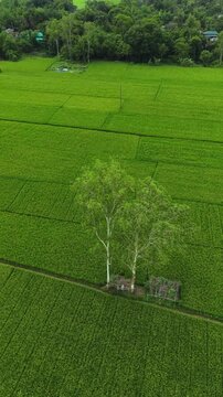 Lush green rice paddy fields aerial drone view serene landscape with twin trees and rustic