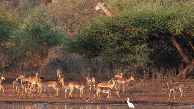 Herd of alert impala antelopes (Aepyceros melampus) at a waterhole, Kruger National Park, South Africa