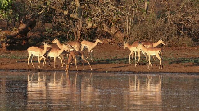 Herd of alert impala antelopes (Aepyceros melampus) at a waterhole, Kruger National Park, South Africa