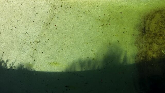Aerial View of Dirty Green Swimming Pool Water with Algae
