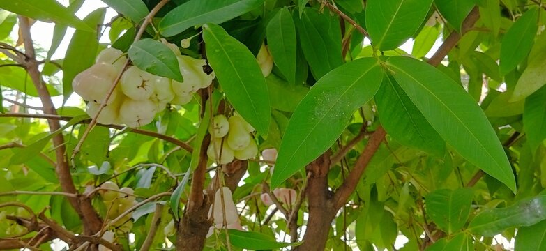 Fresh wax apple fruit and flowers blooming together on the tree branch.