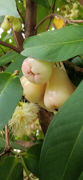 Fresh wax apple fruit and flowers blooming together on the tree branch.