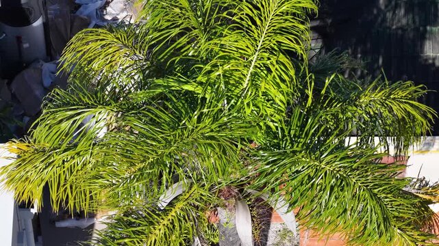 Aerial Top Down View of Green Foxtail Palm Tree Fronds