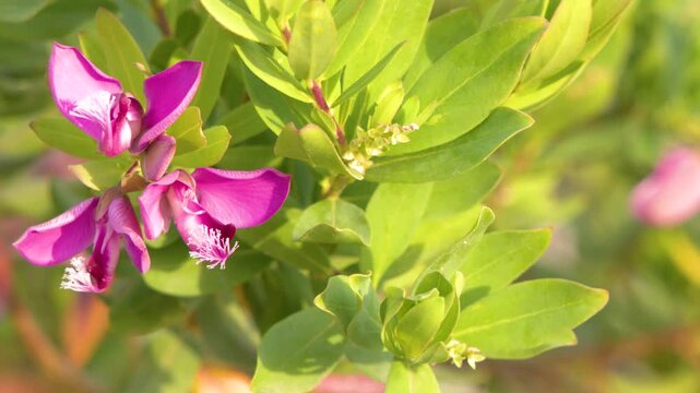 Close Up of Pink Polygala Myrtifolia Flowers in Bright Sunlight