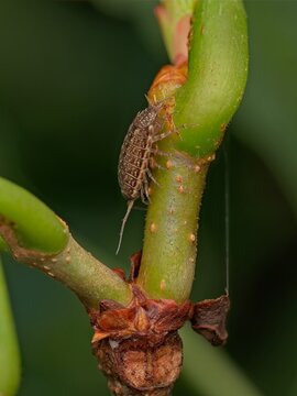 Macro photograph of a woodlouse crawling vertically up a green plant stem with a soft blurred natural background during the daytime