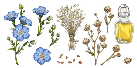 Fototapeta premium Flax sketch collection, blue flowers, dry seeds on stem, Linen oil, vector hand drawn organic superfood, medicinal herb