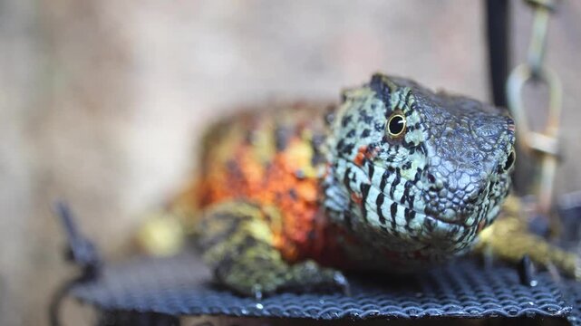 A close-up of the vibrant, multicolored skin of a Chinese crocodile lizard. The exotic tropical lizard gazes slowly.