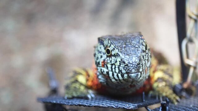 A close-up of the vibrant, multicolored skin of a Chinese crocodile lizard. The exotic tropical lizard gazes slowly.
