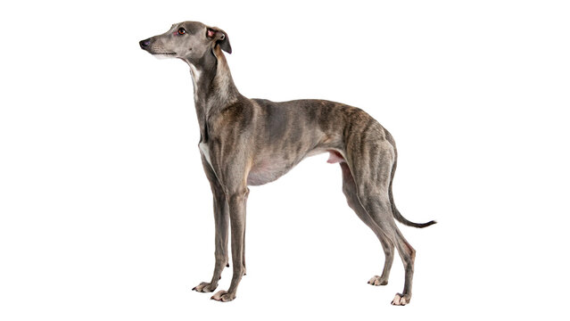 Slender grey greyhound dog standing alert isolated on transparent background