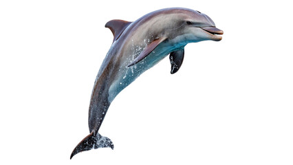 Friendly dolphin leaping jumping high up isolated on transparent background © Hanna