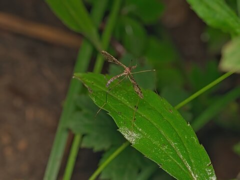 Macro photograph of a crane fly with long slender legs resting on a vibrant green leaf with a soft blurred natural background