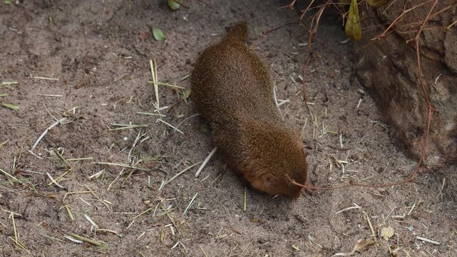 4K video of a mongoose exploring its natural habitat. The animal walks carefully, sniffs the ground, and remains alert while searching for food. Ideal for wildlife, mammals, nature documentaries, zool