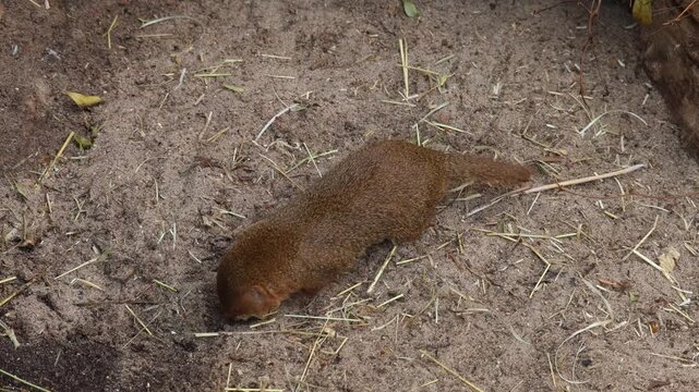 4K video of a mongoose exploring its natural habitat. The animal walks carefully, sniffs the ground, and remains alert while searching for food. Ideal for wildlife, mammals, nature documentaries, zool