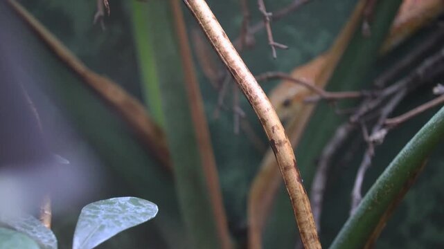 Close-up of a vibrant orange bush viper snake in the wild